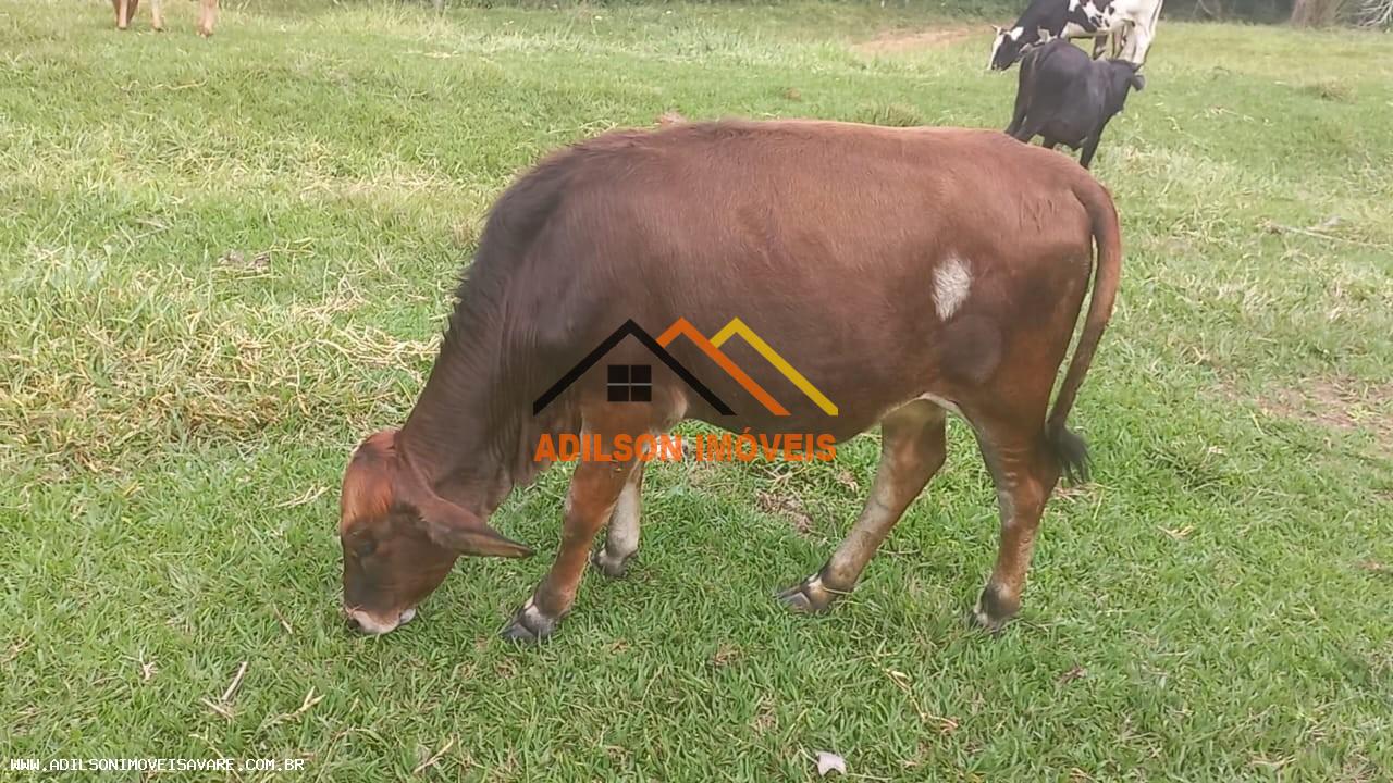 Chácara, 3 quartos, 2 hectares - Foto 9